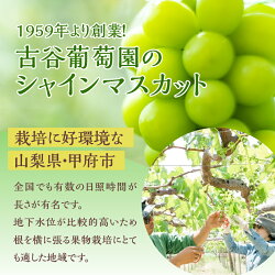 【ふるさと納税】シャインマスカット 山梨県産 ブドウ 種無し 先行予約 草生栽培 数量限定 糖度18度以上 1房 600g クール便 k150-009 【2023年8月上旬以降発送】･･･ 画像2