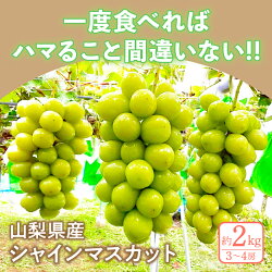 【ふるさと納税】シャインマスカット 山梨 ブドウ 種無し 数量限定 先行予約 3～4房 約2kg クール便 k191-002 【2023年9月上旬以降発送】･･･ 画像2