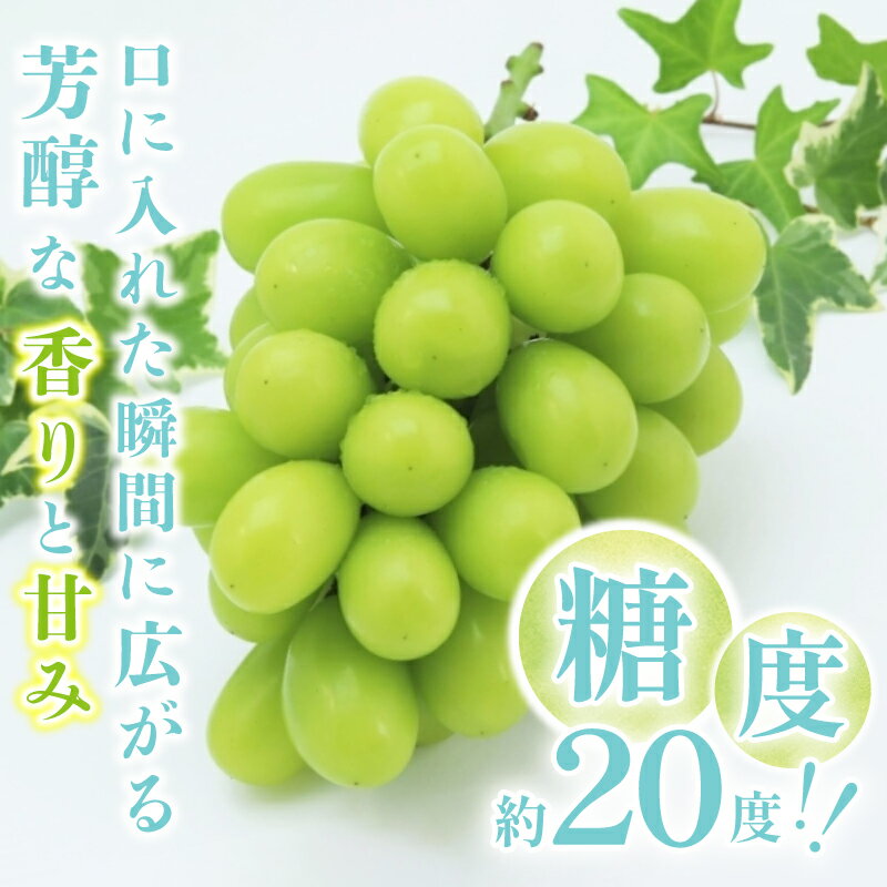 【ふるさと納税】 先行予約 2024年 シャインマスカット 山梨県産 甲府市産 数量限定 ブドウ フルーツ 2房～4房 2kg 糖度20度前後 大粒 高級 完熟 甘い 朝採れ 産地直送 人気急上昇中 高評価 フルーツ王国山梨 2024年8月中旬～9月下旬にかけて順次配送予定 k213-007