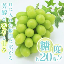 【ふるさと納税】 シャインマスカット ぶどう セット 山梨 数量限定 ブドウ フルーツ 2房 2種 果物 種なし 高級 完熟 甘い 産地直送 k213-008･･･ 画像2