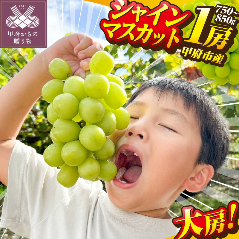 【ふるさと納税】 シャインマスカット 大房 先行予約 2025年 山梨 県産 ぶどう 甲府 市産 1房 750g～850g フルーツ 糖度20度前後 高級 完熟 産地直送 人気急上昇中 高評価 フルーツ王国山梨 贈答 ギフト 2025年8月中旬～9月下旬にかけて順次配送 k213-006のサムネイル