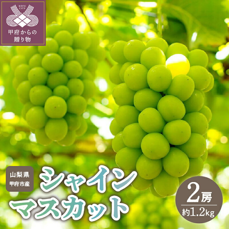 19位! 口コミ数「0件」評価「0」 シャインマスカット 山梨県産 甲府市産 数量限定 期間限定 ブドウ フルーツ 2房 1.2kg 2024年度配送分 産地直送 フルーツ王国･･･ 