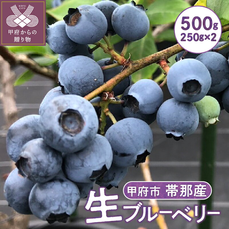 【ふるさと納税】 ブルーベリー 果物 フルーツ 500g 品