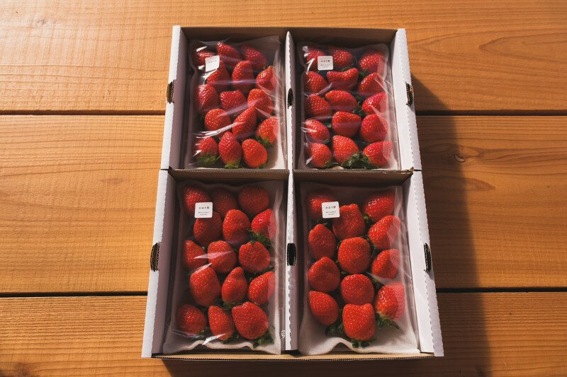 【ふるさと納税】 訳あり いちご 先行予約 2026年 25/26年 セット ギフト 贈答 採れたて フルーツ 約240g×4パック 冷蔵 山梨 甲府市産 k222-008