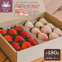 【ふるさと納税】 いちご 紅白いちご 先行予約 食べ比べ セット ギフト 贈答 プレゼント 採れたて フルーツ 計2品種 約240g×2パック 冷蔵 フルーツ王...