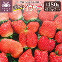 【ふるさと納税】 訳あり いちご 10000円 先行予約 2026年 25/26年 セット ギフト 贈答 採れたて フルーツ 約240g×2パック 冷蔵 山梨 ...