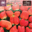 楽天山梨県甲府市【ふるさと納税】 訳あり いちご セット 採れたて フルーツ お得 約250g×4パック 冷蔵 山梨 甲府市産 k222-008