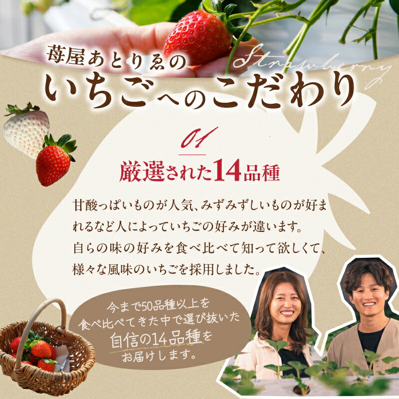 【ふるさと納税】 いちご 食べ比べ セット 採れたて フルーツ 2品種 約250g×2パック 冷蔵 山梨 甲府市産 k222-001