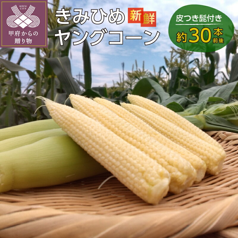 【ふるさと納税】 とうもろこし きみひめ ヤングコーン 30本前後 60サイズ 朝獲り 新鮮 甲府市産 限定生産 期間限定 野菜 k144-001のサムネイル