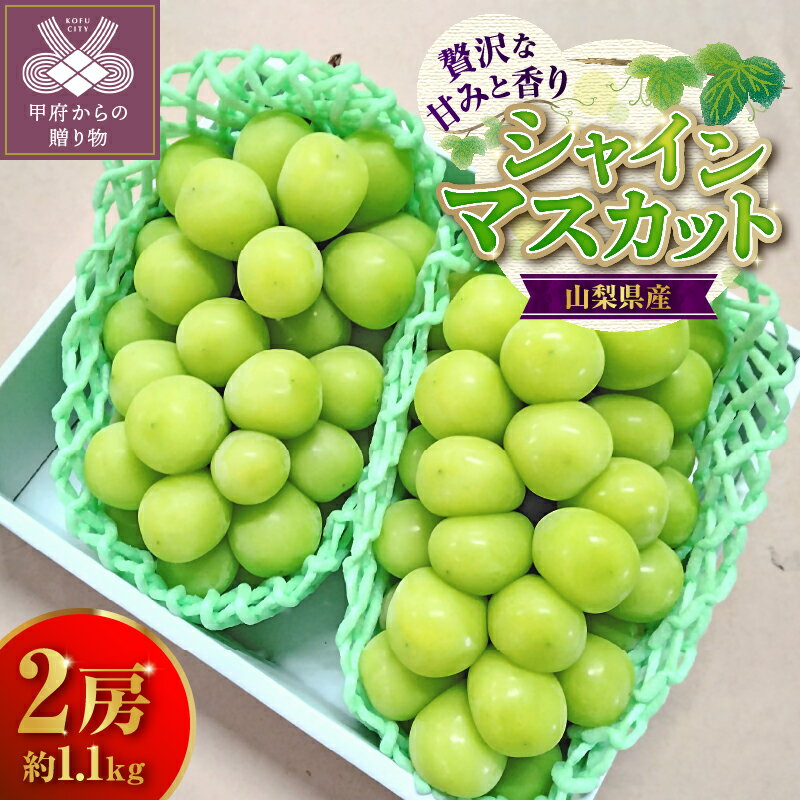 【ふるさと納税】 山梨県産 2025年配送 数量限定 シャインマスカット ぶどう フルーツ 果物 2房 約1.1kg 冷蔵 皮ごと ジューシー 甘い 贅沢 極上 山梨 期間限定 【2025年8月下旬〜10月上旬に順次発送】 k303-002のサムネイル