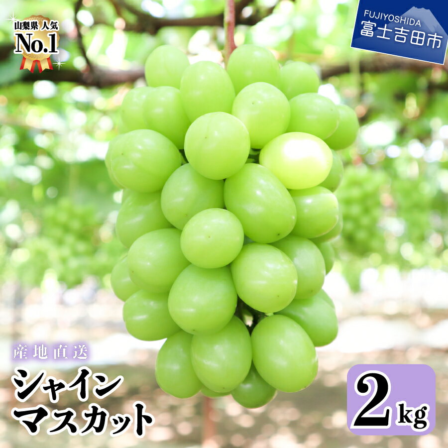 シャインマスカット 山梨 大粒 産地直送 約 2kg 2〜4房 フルーツ ブドウ 高級 朝採り 果物 ぶどう 葡萄