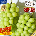 【ふるさと納税】 シャインマスカット フルーツ 選べる容量 1kg 1.3kg 2025年 2026年 山梨 大粒 高級 産地直送 富士吉田市 数量限定 期間限定 富士吉田 果物 ぶどう 朝採り 2025年 シャイン マスカット ふるさと納税 山梨 富士吉田 山梨県 【 2026年 先行予約 】