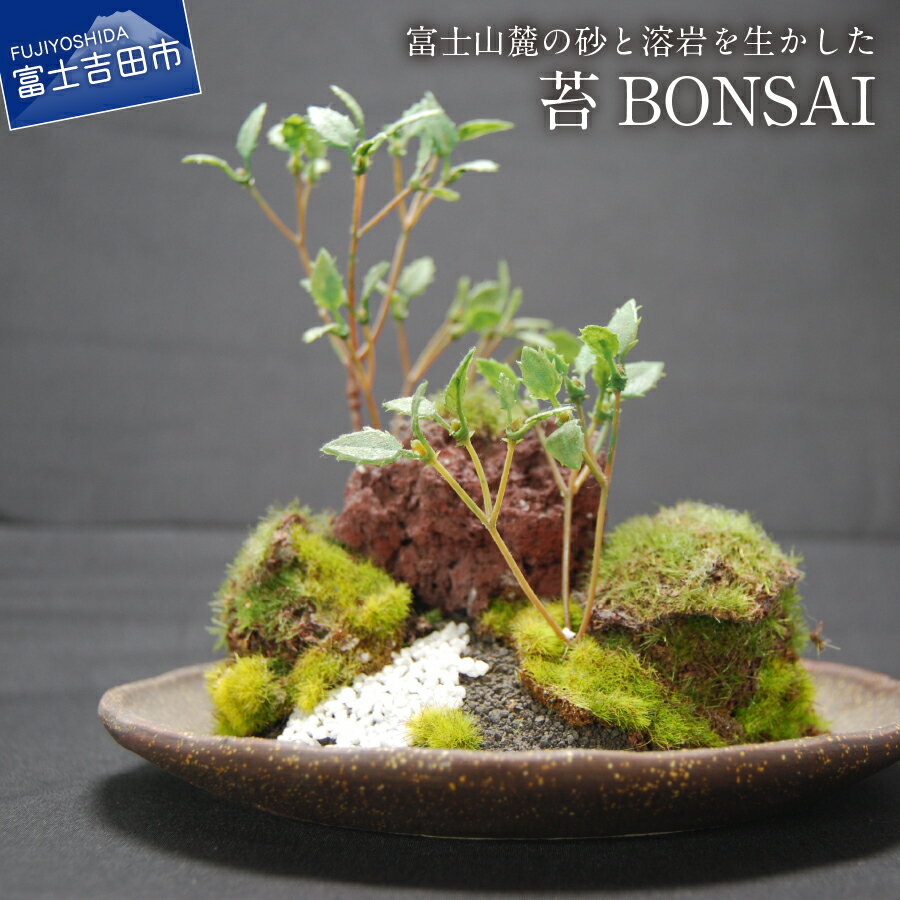 【ふるさと納税】 盆栽 苔 インテリア 和モダン 創作 BONSAI （大） 〈丸皿・小瀬戸〉 送料無料