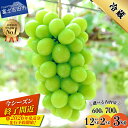 【ふるさと納税】シャインマスカット 選べる容量 お試し 600g 700g 1.2kg以上 2kg 3kg ふるさと納税 フルーツ ぶどう 果物 送料無料 山梨県 2026 先行 予約 旬 大粒 富士吉田 高級 富士吉田市 ふるさと納税 ブドウ 葡萄 くだもの【2026年発送】