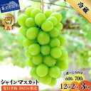 【ふるさと納税】 ガイアの夜明けで紹介されました! シャインマスカット 選べる容量 600g 700g 1.2kg以上 2kg 3kg フルーツ ぶどう 果物 山梨県 2025 旬 大粒 富士吉田 先行予約 高級 富士吉田市 ブドウ 葡萄 くだもの 山梨 シャイン マスカット【2025年先行予約】