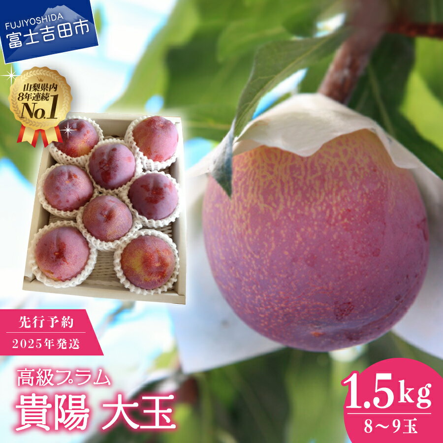 【ふるさと納税】 プラム 2025年発送 7月 高級 すもも 貴陽 大玉 1.5kg 富士吉田市 スモモ 8玉～9玉 数量限定 期間限定 富士吉田 山梨..
