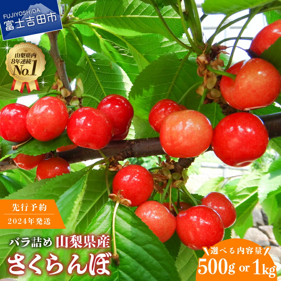 【ふるさと納税】 先行予約 さくらんぼ 2024年発送 紅秀峰 大粒 6月 選べる容量 500g 1kg 富士吉田市 バラ詰め 数量限定 期間限定 富士吉田 サクランボ 山梨県産 フルーツ 産地直送 果物 くだもの 富士吉田のサムネイル