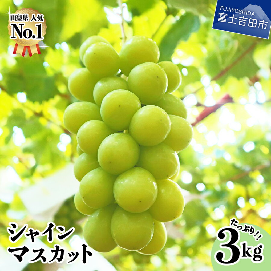 【ふるさと納税】 シャインマスカット 山梨 4房〜6房 3kg フルーツ ぶどう 果物 くだもの 富士吉田市 山梨県のサムネイル