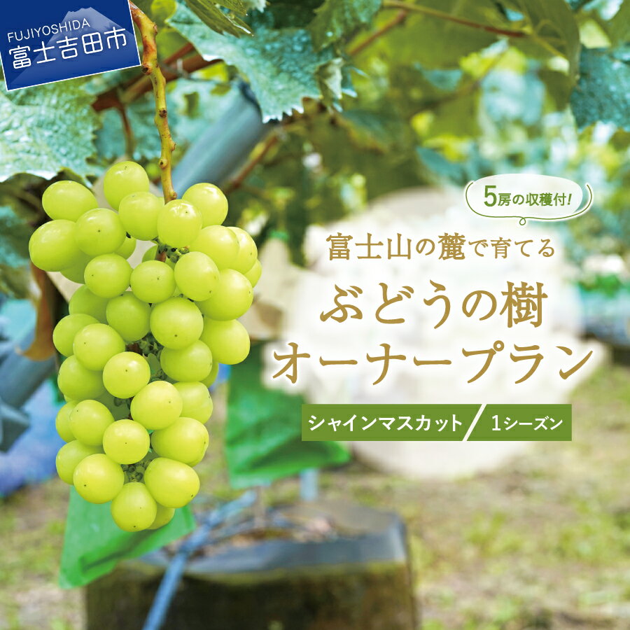 16位! 口コミ数「0件」評価「0」 シャインマスカット ぶどうの樹 オーナー制度 1シーズン オーナープラン 期間限定 栽培 収穫 体験 契約 ぶどう狩り 果物 フルーツ 5･･･ 