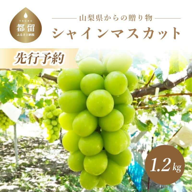 【ふるさと納税】【2022年 先行予約】朝採れ！シャインマスカット 2房 (1.2kg以上) 【冷蔵】山梨県産 フルーツ 予約 数量限定 送料無料 山梨 ぶどう シャイン やまなし 2022 発送 新鮮 産地直送 コロナ 緊急 支援 ※2022年 9月上旬〜10月中旬頃お届け！産直･･･