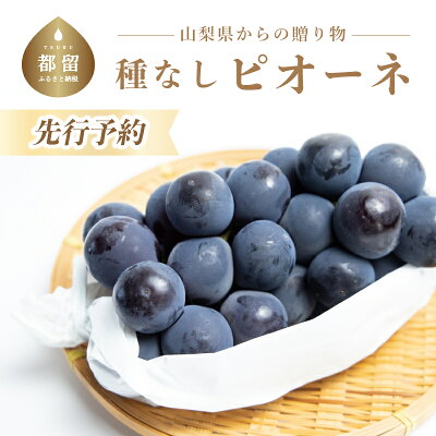 楽天ふるさと納税　【ふるさと納税】【2024年 先行予約】山梨県産　種なしピオーネ2房(約1.0Kg） | 8月中旬以降お届け 送料無料 山梨 やまなし ブドウ 葡萄 ピオーネ 新鮮！甘い！美味しい！ジューシー！朝採れ！【冷蔵】