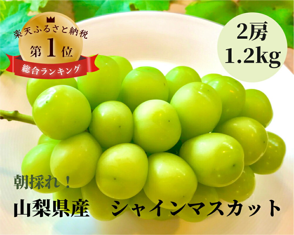 【数量限定！】【ふるさと納税】山梨県産 シャインマスカット2房 1.2kg ※8月中旬頃より順次発送予定　新鮮 シャイン 葡萄 ぶどう 朝採り やまなし 山梨 送料無料 贈答 ギフト 贈り物 大粒 秀品 高品質 こだわり 甘い 高糖度 お中元 安心 安全 種なし