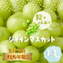 【ふるさと納税】【2026年先行予約】シャインマスカット1.3kg (粒)シャインマスカット ぶどう 山梨県 くだもの フルーツ 大人気 送料無料 粒のまま