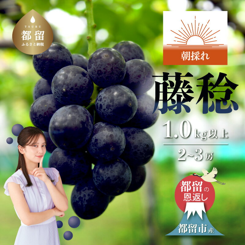 91位! 口コミ数「1件」評価「4」【2026年 先行予約】日本一の産地山梨県産 朝採れ 藤稔 約1.0kg以上 (2〜3房）｜ 産地直送 新鮮 やまなし 山梨 送料無料 黒ぶどう ブドウ ぶどう 葡萄