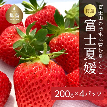 【2024年 先行予約】山梨の夏いちご ご家庭用 200g× 4パック※ 画像は大粒（参考）です。苺のサイズで個数が変わります！【ユニファーム】｜※7月中旬から10月下旬ごろ発送 苺 イチゴ ギフト 果物 フルーツ いちご 甘い 農園直送