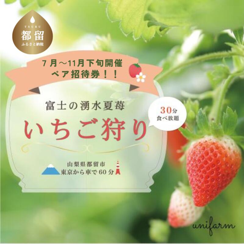 【ふるさと納税】山梨県都留市 夏いちご いちご狩り ペア招待券 (2名分) （2023年7月～11月下旬） | 苺 フルーツ 果物 食べ放題 体験 チケット いちご いちご農園 ストロベリー フルーツ狩り ユニファーム･･･