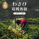 【ふるさと納税】わさび収穫体験(わさびお土産付き)|わさび ワサビ 山葵 わさびめし 小袋 無添加 無農薬 本わさび 菊地わさび園 体験 収穫