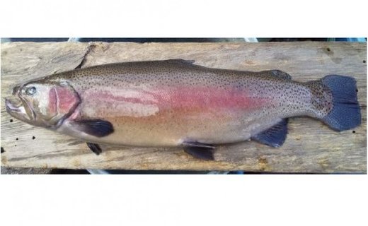 湧水サーモン 1尾 下処理前約1.5kg以上 丸ごと 下処理済み 刺身用 鮮魚 富士山湧水育ち 柴崎養魚場 山梨県 都留市
