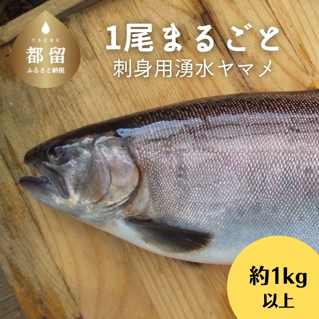 刺身用 湧水ヤマメ 1尾 丸ごと 5月 6月 7月 8月発送 期間限定 富士山湧水育ち 山女魚 山梨県 都留市