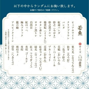 【ふるさと納税】【夏冬めだか屋はるあき】”選りすぐり” めだか 20匹＋（死着保証2匹） | ランダム メダカ