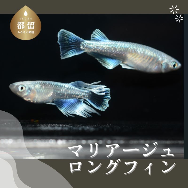 マリアージュロングフィンめだか 2ペア 4匹 若魚 1.5〜2.5cm前後 メダカ 観賞魚 生体 飼育 アクアリウム 夏冬めだか屋はるあき 山梨県 都留市