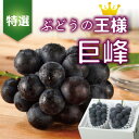 【ふるさと納税】【2026年発送分先行予約】山梨産 巨峰(種無し) 2房 約1kg 化粧箱入り_ ふるさと納税 ふるさと ぶどう ブドウ 葡萄 フルーツ 果物 くだもの ギフト 贈答 山梨県 山梨市 山梨 人気 送料無料【配送不可地域:離島・沖縄県】【1021830】
