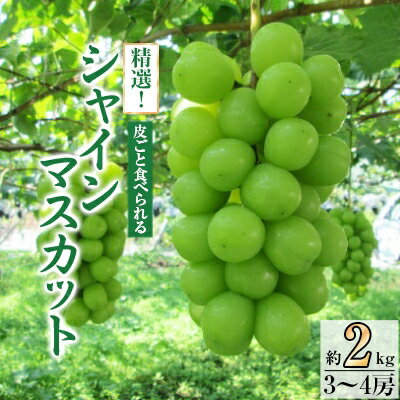 【ふるさと納税】精選! シャインマスカット 約2kg (3~4房)_ ふるさと納税 ふるさと マスカット ぶどう ブドウ 葡萄 フルーツ 果物 くだもの 人気 美味しい 送料無料 山梨県 山梨市 山梨【配送不可地域:離島】【1121133】 【ふるさと納税】精選! シャインマスカット 約2kg (3~4房)_ ふるさと納税 ふるさと マスカット ぶどう ブドウ 葡萄 フルーツ 果物 くだもの 人気 美味しい 送料無料 山梨県 山梨市 山梨【配送不可地域:離島】【1121133】