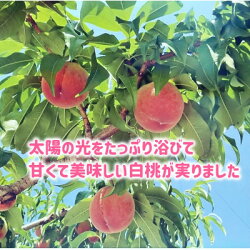 【ふるさと納税】【先行受付】山梨市産白桃 みんなにやさしい農福連携栽培(1箱2kg)【1279743】 画像2