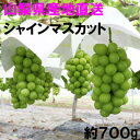 【ふるさと納税】【ふるさと納税】先行受付 山梨県山梨市産シャインマスカット 約700g以上 1房【1283964】