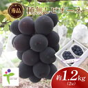 【ふるさと納税】種なしピオーネ(2房)/80【配送不可地域:離島】【1300105】