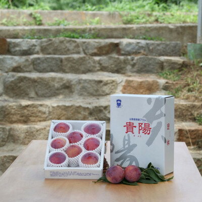 【ふるさと納税】2026年先行予約 山梨県山梨市産 貴陽すもも 約1.5kg (8玉〜10玉程度)【配送不可地域:離島】【1316279】