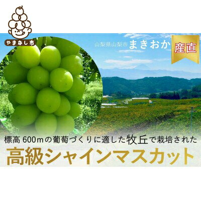 【ふるさと納税】巨峰の丘 ぶどうの専門家がお届けするシャインマスカット1房(700~800g)【配送不可地域:離島】【1324203】