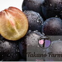 【ふるさと納税】【数量限定】Takano Farmの藤稔　約