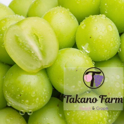 [数量限定]Takano Farmのシャインマスカット約2kg ふるさと納税[配送不可地域:離島]