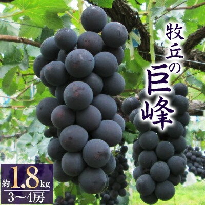 【ふるさと納税】【2025年先行予約】巨峰 (1.8kg) あの、牧丘の巨峰3~4房_ ふるさと納税 フルーツ 果物 くだもの 巨峰 ブドウ ぶどう 葡萄 ふるさと 人気 山梨 山梨県 送料無料 【配送不可地域:離島】【1329233】