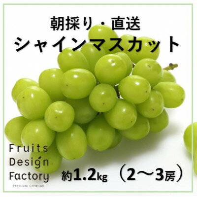 【ふるさと納税】山梨市産【先行受付】朝採り・直送!　大粒シャインマスカット1.4kg(2〜3房)【1329695】