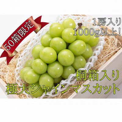 【桐箱入り】極大シャインマスカット1房1kg以上【ギフトにも】【配送不可地域：離島】【1349694】