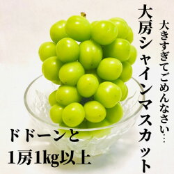 【ふるさと納税】【!ビックリ!】大房シャインマスカット【1房1kg以上】【1349971】 画像2