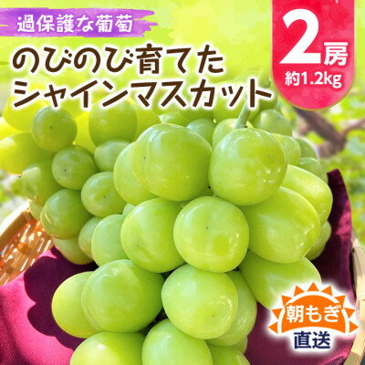 朝もぎ直送!!過保護に育った葡萄『のびのび育てたシャインマスカット』2房[配送不可地域:離島]