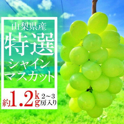 【ふるさと納税】山梨県山梨市産　特選　旬の採れたてシャインマ